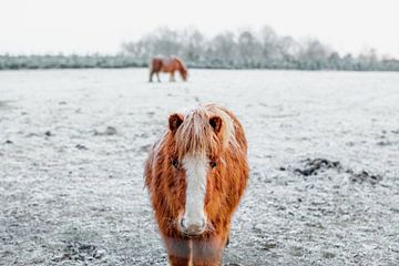 Pony in de sneeuw van Laura