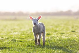 Domestic sheep-lamb by Sven-Erik Arndt