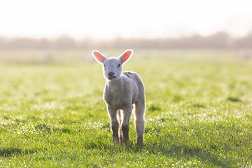 Mouton domestique-agneau