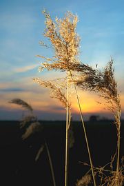Schilf im goldenen Sonnenlicht bei Sonnenuntergang in den Niederlanden von Fotografiecor .nl