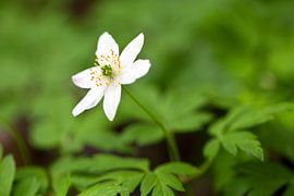Buschwindröschen von Bo Valentino