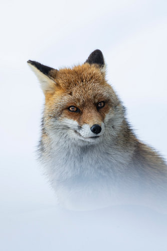 Renard dans la neige
