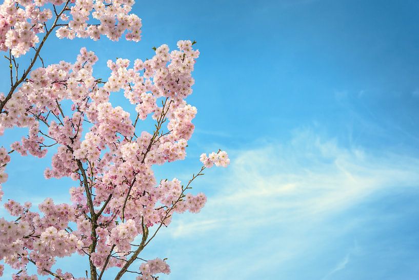 Blue and blossoms van Alessia Peviani