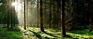 Forêt sur Günter Albers