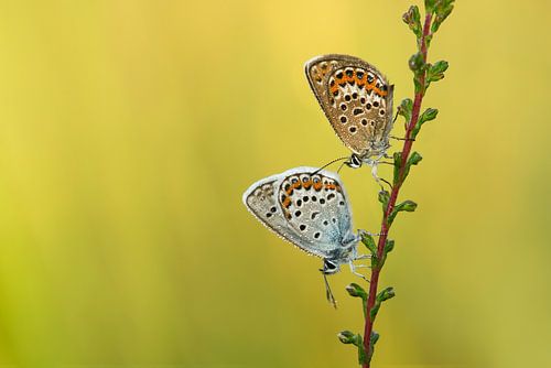 Le blues des bruyères le matin
