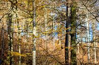 troncs en forêt d'automne par Hanneke Luit Aperçu