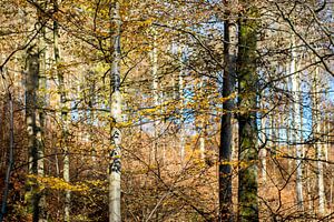 Stämme im Herbstwald
