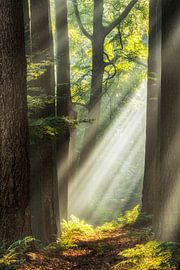 The Beam to Be sur Lars van de Goor
