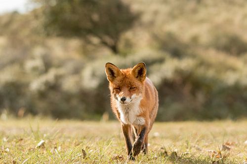 Vos aan de wandel