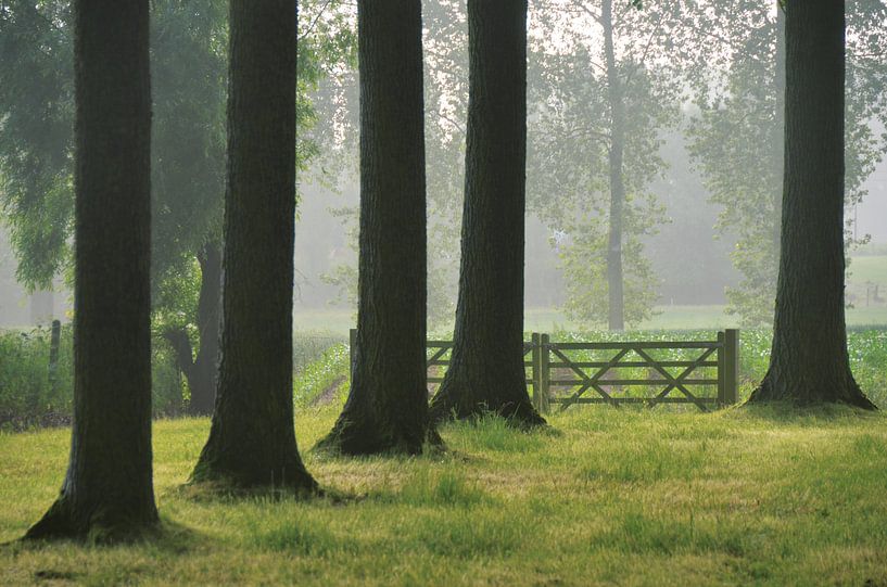 Morning Light by Kris Van den Bossche