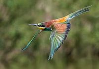 Bee-eater in flight