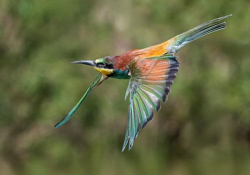 Bienenfresser im Flug