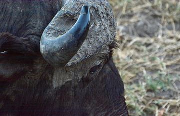 buffel close-up in Kenia Afrika van Mieke Verkennis