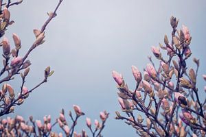 Magnoliabloemen in knop van Arja Schrijver Fotografie