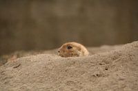 prairiehondje 