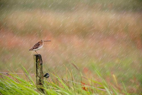 Watersnip  (Gallinago gallinago) op een paal in een weiland in Friesland tijdens een regenbui