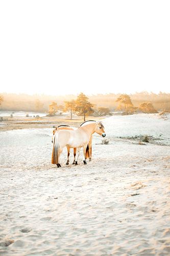 Fjordenpaarden in het vroege licht van Madinja Groenenberg