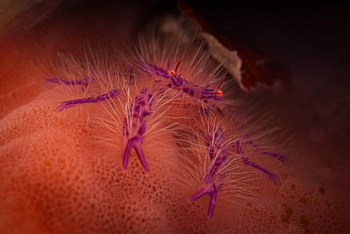 Hairy bag crab @ Komodo, Indonesia