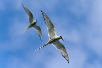 Formationsflug von Denis Feiner