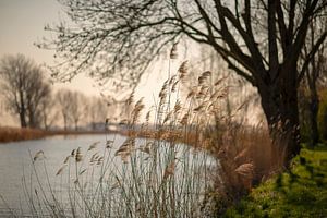 Biesbosch by Rob van der Teen