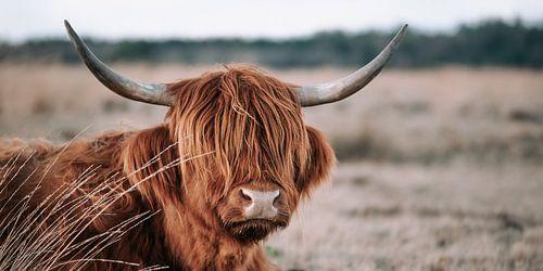 Scottish Highlander