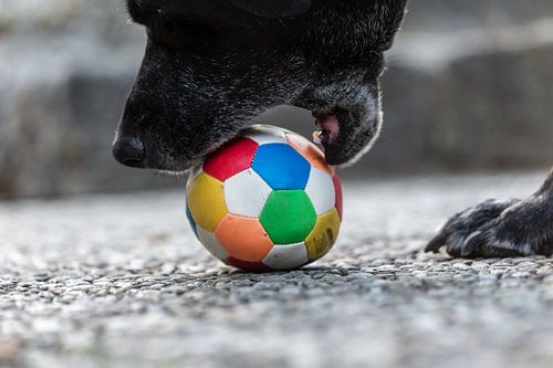 Un labrador noir prend une balle