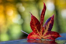 Herbstzeitschrift von Willian Goedhart