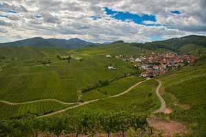 Weinberge bei Niedermorschwihr im Elsass