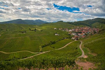 Vineyards near Niedermorschwihr in Alsace by Tanja Voigt