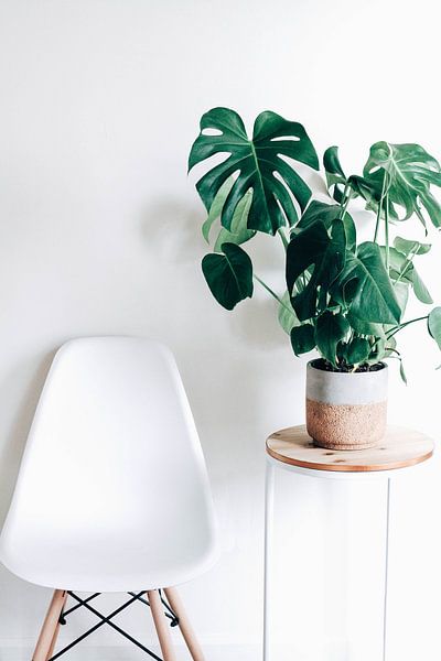 Monstera by Hello Pompoyo