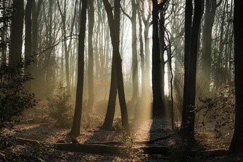 Wintertag im Wald in Bergen op Zoom