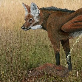 Marking maned wolf, Chrysocyon brachyurus by Urft Valley Art