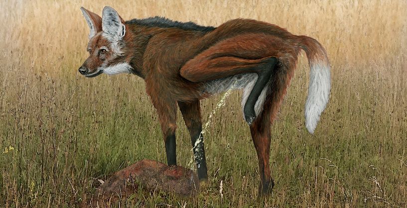 Markierender Mähnenwolf, Chrysocyon brachyurus von Urft Valley Art
