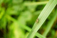 Mouche sur un brin d'herbe - en gros plan