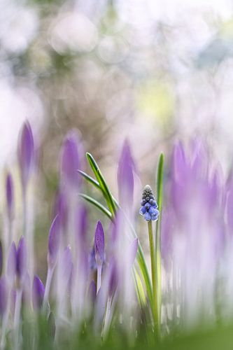 Imagination by Bob Daalder