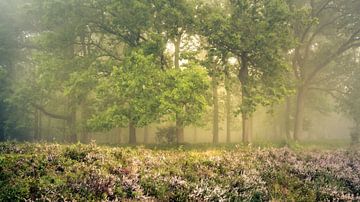 Foggy atmosphere on the heath by Steffen Henze