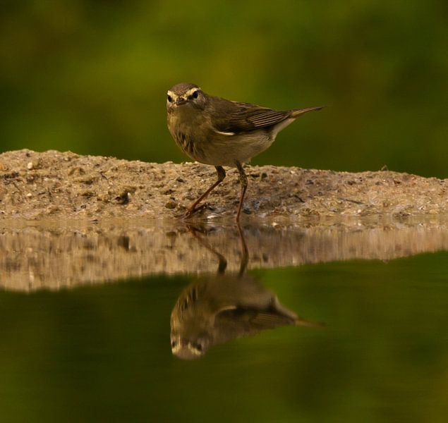 bird comes to drink at the pond. by Wouter Van der Zwan