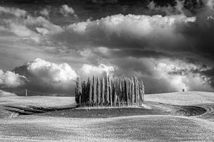 Cypresses Val d'Orcia -3- Tuscany - infrared black and white