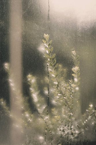 Botanisch bei diffusem Licht