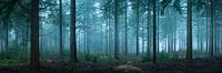 Early morning Spruce Forest