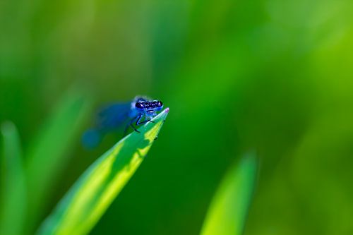 Puffer in green