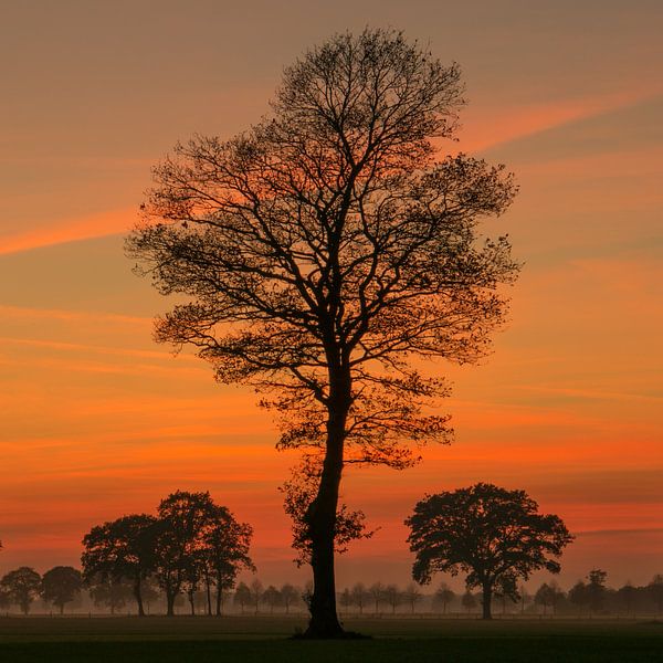 Sunset Tree von Martin Podt