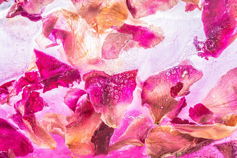 Rose petals by Monika Scheurer