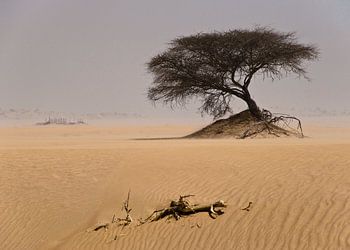 Tree of Solitude
