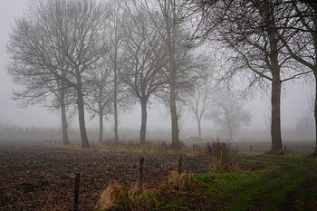 footpath in the fog