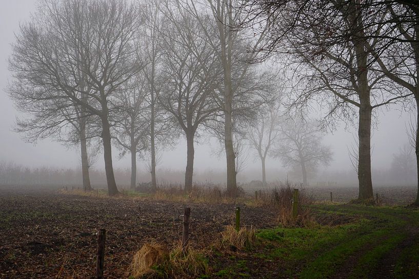 Fußweg im Nebel von Madeltijntje