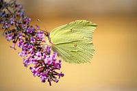 Vlinder in de natuur