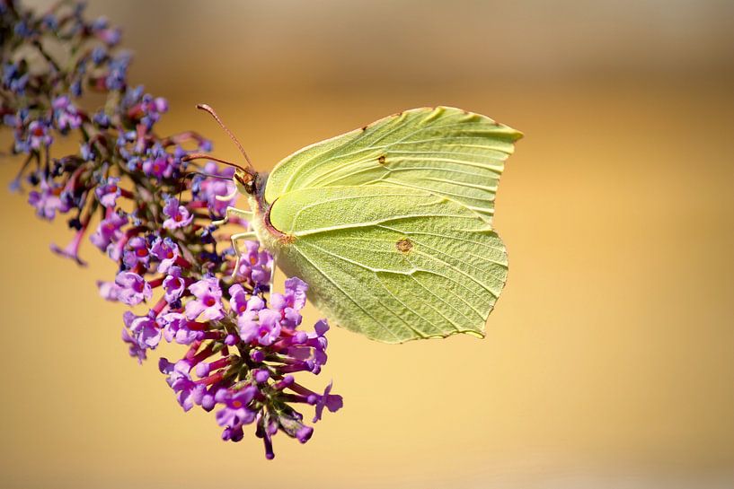 Vlinder in de natuur by Lisa-Valerie Gerritsen