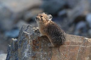 Pika Glacier National Park  Montana USA