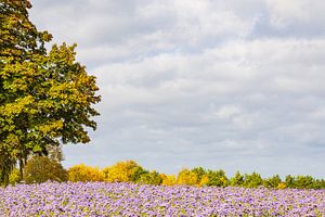 Landschaft im Herbst  mit Bäumen und Büschelschön bei Warin